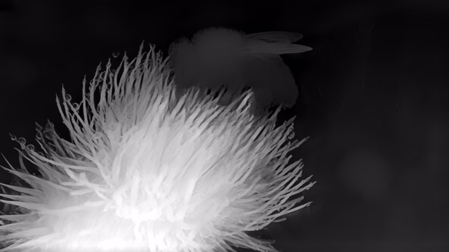 Depth Anything V2 Metric Indoor Base depth map of Macro, bee