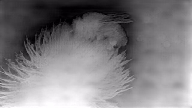 Depth Anything V2 Metric Outdoor Small depth map of Macro, bee