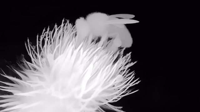 Depth Pro depth map of Macro, bee