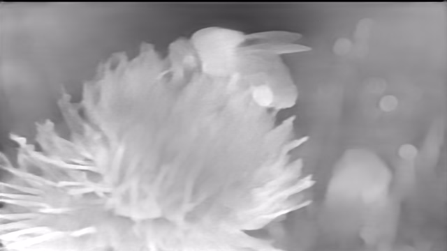 GLPN NYU depth map of Macro, bee