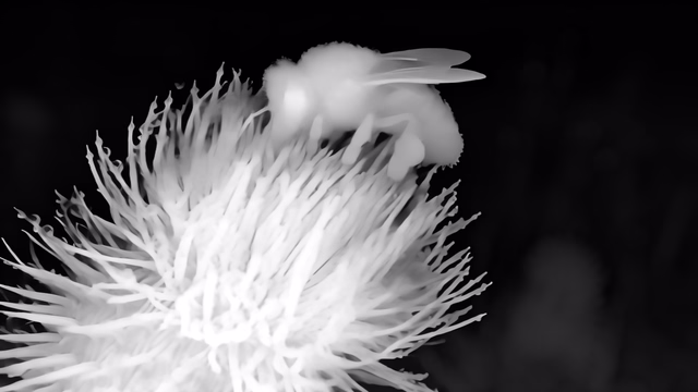 Iris depth map of Macro, bee