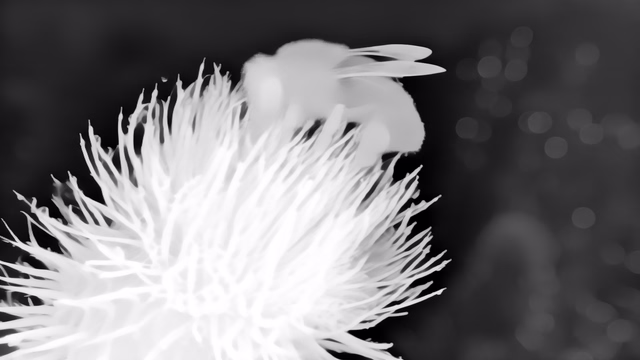 Lotus-G v1.0 depth map of Macro, bee
