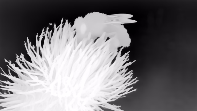 Marigold Depth E2E-FT depth map of Macro, bee