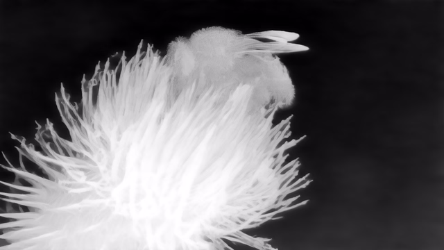 Marigold Depth v1.0 depth map of Macro, bee