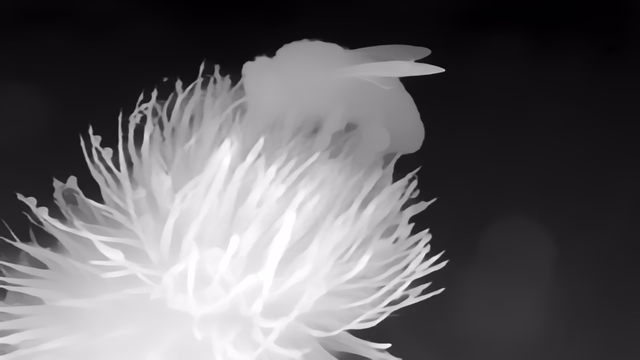 UniDepth v2 ViT-L depth map of Macro, bee
