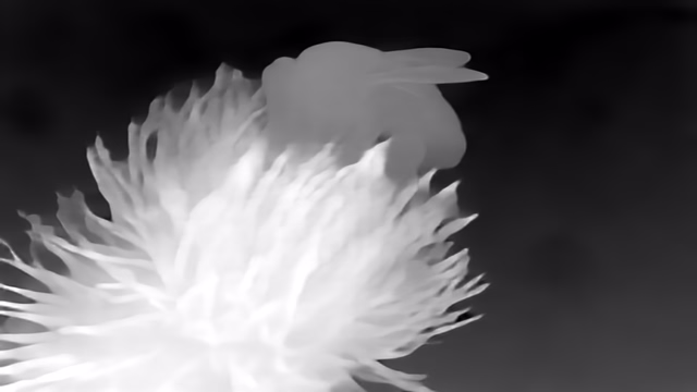 UniDepth v2 ViT-S depth map of Macro, bee