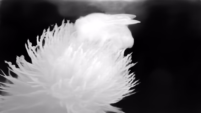 VGGT 1B depth map of Macro, bee