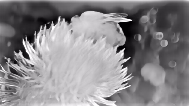 ZoeDepth NYU+KITTI depth map of Macro, bee